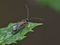 Macro shot of a fly on a plant in the garden photo taken int he UK