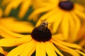 Macro shot of the small fly on the yellow flower Royalty Free Stock Photo