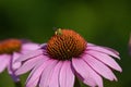 Macro Shot Of A Small Green Bug On A Pink Coneflower
