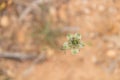 A macro shot of a small green flower in the middle of the desert Royalty Free Stock Photo