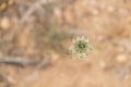 A macro shot of a small green flower in the middle of the desert Royalty Free Stock Photo