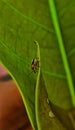 Macro shot of a small leaf beetle perched on the edge of a vibrant green leaf with natural textures. Royalty Free Stock Photo
