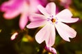 Macro shot of small little pink flowers