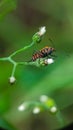 Macro shot of a small orange and black bug perched on a green wildflower bud with a soft blurred background. Royalty Free Stock Photo