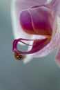 macro shot of a small red ladybug on a pink orchid flower Royalty Free Stock Photo