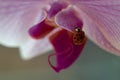 a small red ladybug on the petals of a pink orchid Royalty Free Stock Photo