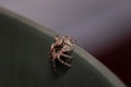 Macro shot of a small spider tarantula on a leaf Royalty Free Stock Photo