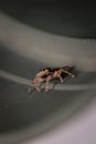 Macro shot of a small spider tarantula on a leaf Royalty Free Stock Photo