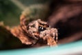 Macro shot of a small spider tarantula on a leaf Royalty Free Stock Photo