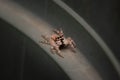Macro shot of a small spider tarantula on a leaf Royalty Free Stock Photo