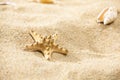 Macro shot of a small starfish on a sandy beach Royalty Free Stock Photo