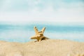 Macro shot of a small starfish on a sandy beach Royalty Free Stock Photo