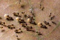 Macro shot of small termites with crumbs of food on a leaf