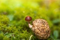 Macro shot of a small tiny mushroom on a blurred background of green field Royalty Free Stock Photo