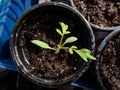 Macro shot of small tomato plant seedling growing in pot on the windowsill. Indoor gardening and germinating seedlings Royalty Free Stock Photo