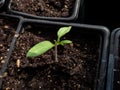 Macro shot of small tomato plant seedling growing in pot on the windowsill. Indoor gardening and germinating seedlings Royalty Free Stock Photo