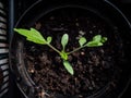 Macro shot of small tomato plant seedling growing in pot on the windowsill. Indoor gardening and germinating seedlings Royalty Free Stock Photo