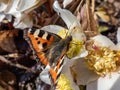 Macro shot of the small tortoiseshell Aglais urticae is reddish orange butterfly with black and yellow markings and a ring of Royalty Free Stock Photo