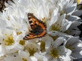 Small tortoiseshell (Aglais urticae) is reddish orange butterfly with black and yellow markings and a ring of Royalty Free Stock Photo