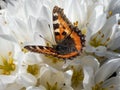 Small tortoiseshell (Aglais urticae) is reddish orange butterfly with black and yellow markings and a ring of Royalty Free Stock Photo