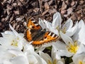 Small tortoiseshell (Aglais urticae) is reddish orange butterfly with black and yellow markings and a ring of Royalty Free Stock Photo