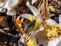 Small tortoiseshell (Aglais urticae) is reddish orange butterfly with black and yellow markings and a ring of Royalty Free Stock Photo