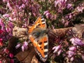 Macro shot of the small tortoiseshell (Aglais urticae) is reddish orange butterfly with black and yellow markings Royalty Free Stock Photo