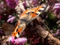 Macro shot of the small tortoiseshell (Aglais urticae) - orange butterfly with black and yellow markings Royalty Free Stock Photo