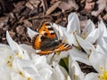 Small tortoiseshell (Aglais urticae) is reddish orange butterfly with black and yellow markings Royalty Free Stock Photo