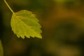 Macro shot of a small yellow leaves on a tree Royalty Free Stock Photo