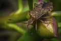 Macro shot smelly bugs on the plants Royalty Free Stock Photo