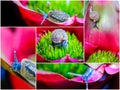 Macro shot of a snail on an colorful exotic plant Royalty Free Stock Photo