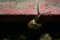 Macro shot of a Snail crawling upwards Royalty Free Stock Photo