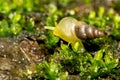 Macro shot of a Snail Royalty Free Stock Photo