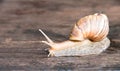 Macro shot of a snail on wooden floor