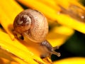 Macro shot from a snail at a yellow flower Royalty Free Stock Photo