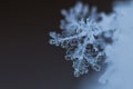 Macro Shot of Snow Flake Crystal Royalty Free Stock Photo