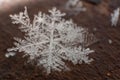 Macro shot of a snow flake on a wooden background Royalty Free Stock Photo
