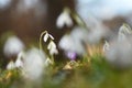 Isolated macro shot of a snowdrop Royalty Free Stock Photo