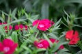 Snowfire, China Doll, China Pink flower, pink Dianthus flowers Dianthus chinensis Royalty Free Stock Photo