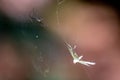 Macro shot of a snowflake moth butterfly and Argyrodes with blur background