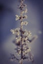 Macro shot of a snowy branch.