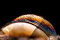 Macro shot of a soap bubble with a colorful texture isolated against a black background Royalty Free Stock Photo