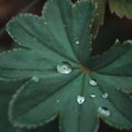 Macro shot of a soft Alchemilla monticola leaf with raindrops on it