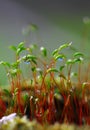 Macro shot of some moss spores absorbing raindrops