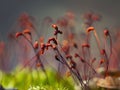 Macro shot of some moss spores