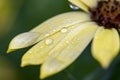 A macro shot of a spannish daisy with water droplets on it.