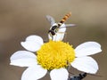 Macro shot of a sphaerophoria scripta on a daisy