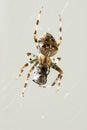 Macro Shot of Spider with Caught Prey Royalty Free Stock Photo