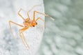 Macro shot of a spider on a gray surface Royalty Free Stock Photo
